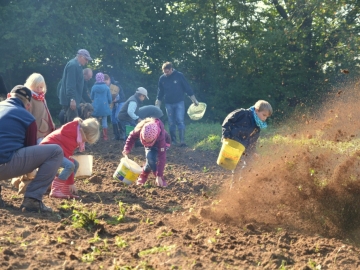 kartoffeln_2013_49