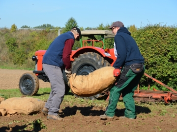 kartoffeln_2013_67