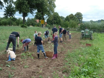 kartoffeln_2014_ernte1_04