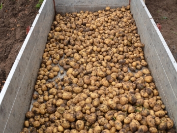kartoffeln_2014_ernte2_09