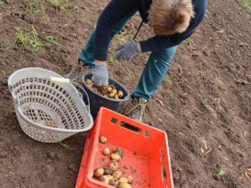 kartoffeln_2014_ernte2_10