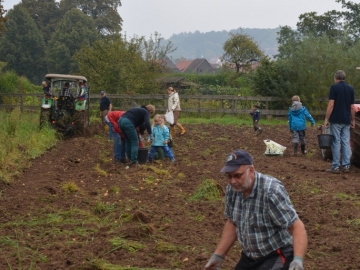 kartoffeln_2014_ernte2_12