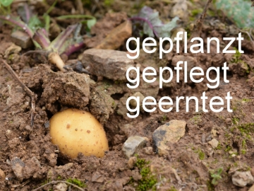 Kartoffeln 2014