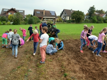 kartoffeln_2014_ernte_igs_020