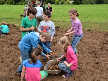 kartoffeln_2014_ernte_igs_044